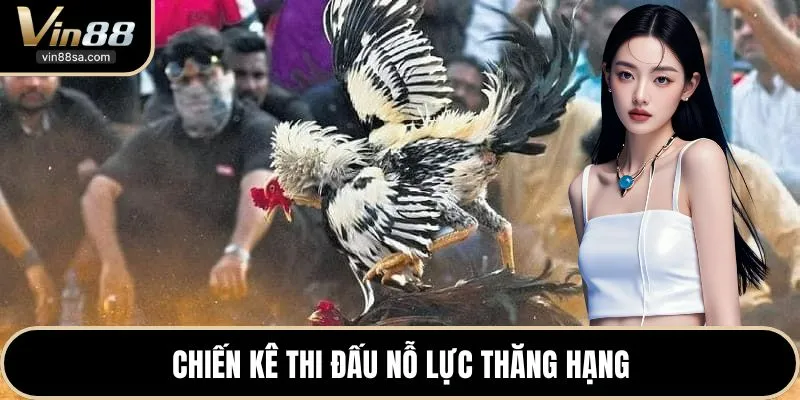 Chiến kê thi đấu nỗ lực thăng hạng