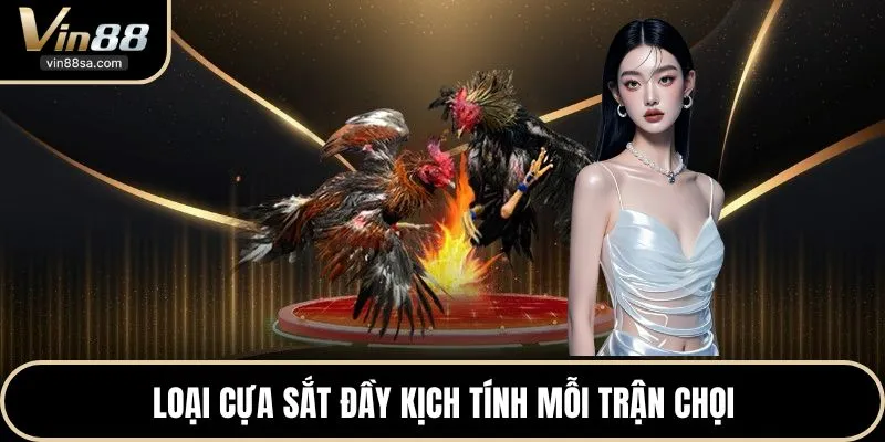 Loại cựa sắt đầy kịch tính mỗi trận chọi