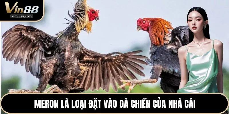Meron là loại đặt vào gà chiến của nhà cái
