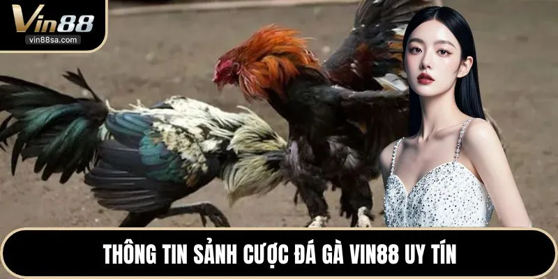 Thông tin sảnh cược đá gà VIN88 uy tín