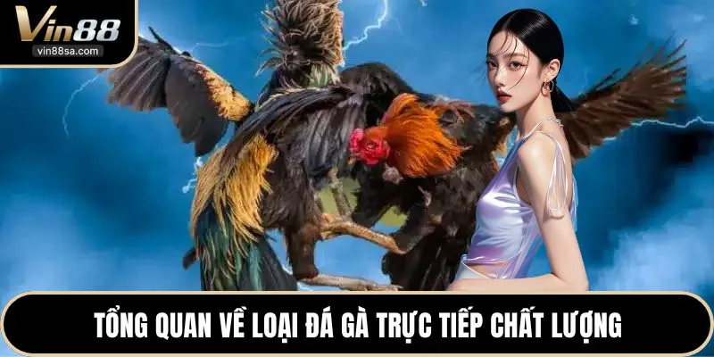 Tổng quan về loại đá gà trực tiếp chất lượng